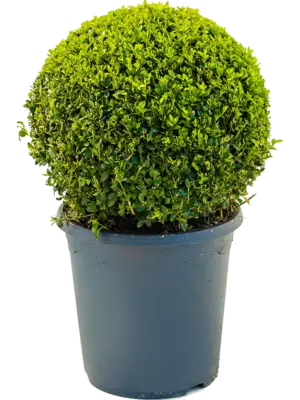 Ball (30-35)