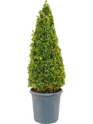 Pyramid (60+)