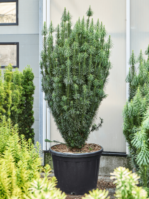 Bush