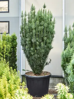 Bush