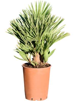 Bush
