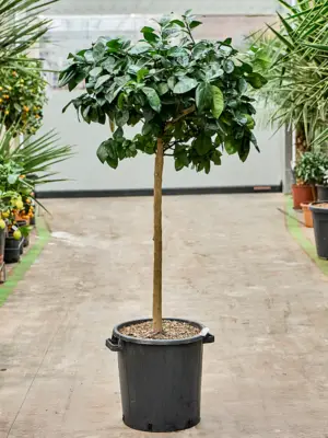 Stem