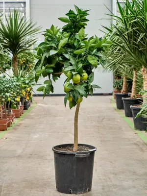 Stem