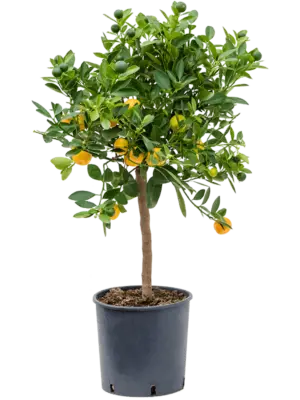 Stem