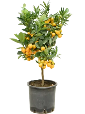 Stem