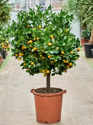 Stem