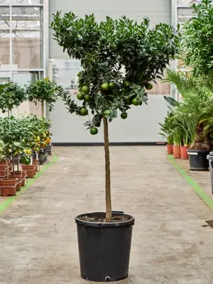 Stem