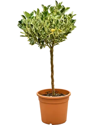 Stem