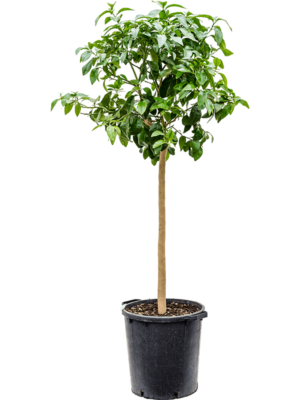 Stem