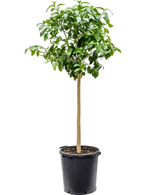 Stem