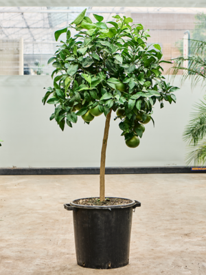 Stem