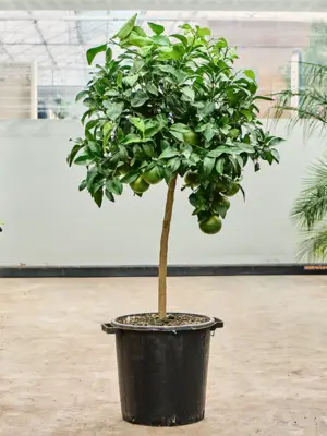 Stem