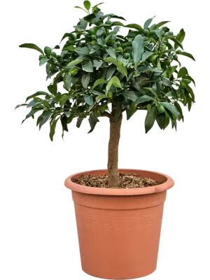 Stem
