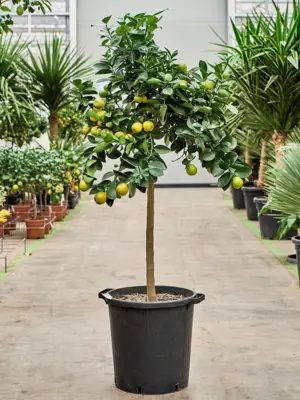 Stem
