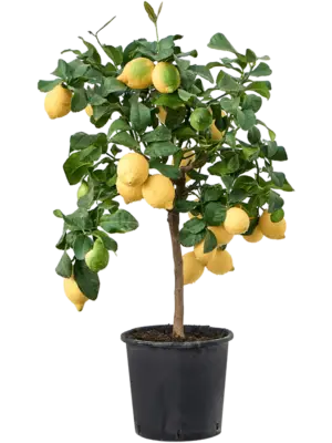 Stem