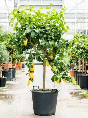 Stem