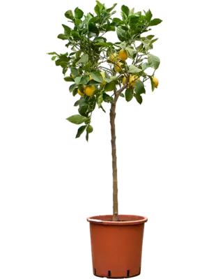 Stem
