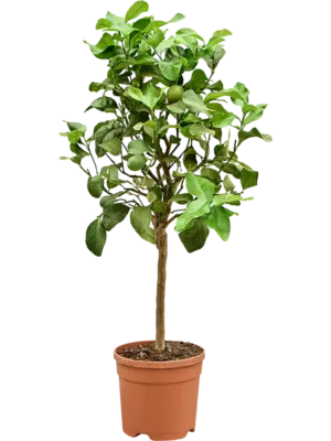 Stem