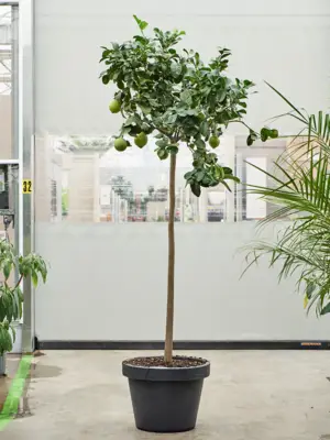 Stem