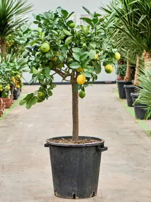 Stem