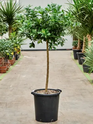 Stem