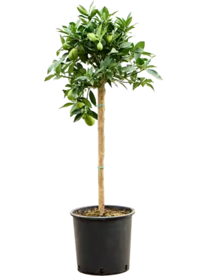 Stem