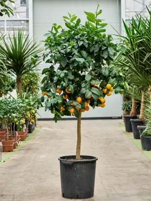 Stem