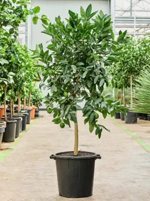Stem