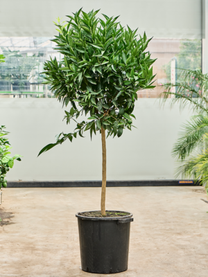 Stem