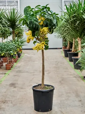 Stem