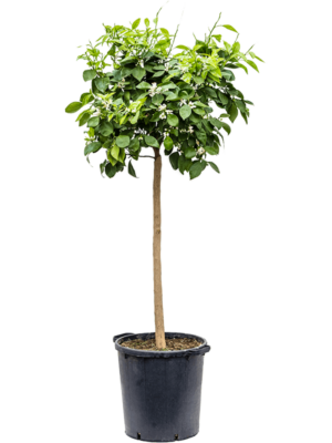 Stem