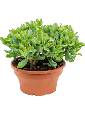 Bush