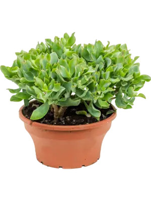 Bush