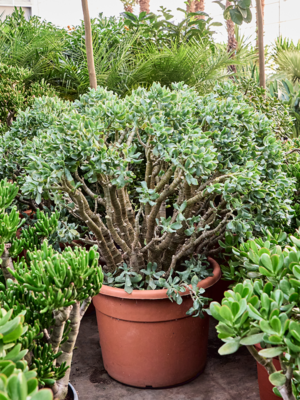 Bush