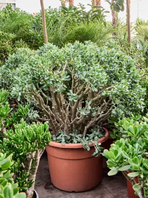 Bush