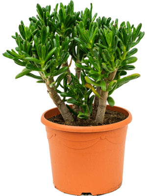 Bush