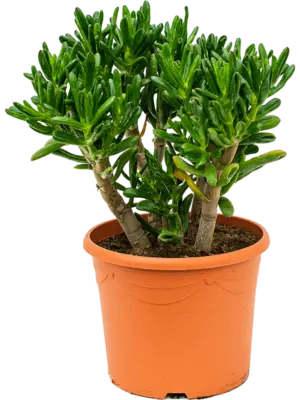 Bush