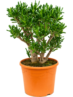 Bush