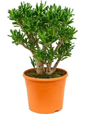 Bush