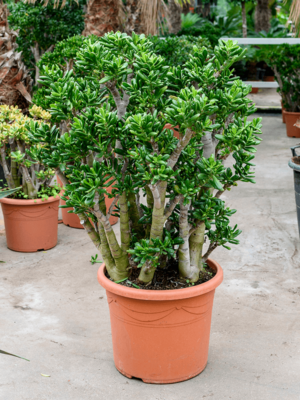 Bush
