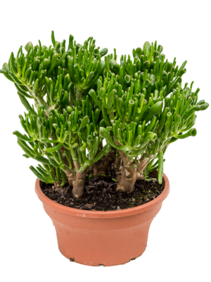 Bush