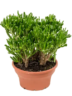 Bush