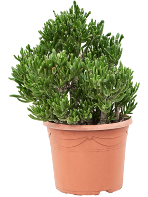 Bush
