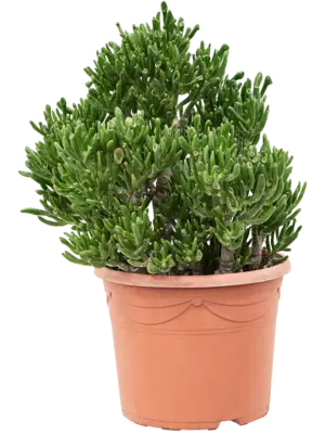 Bush