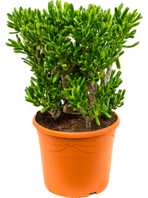 Bush