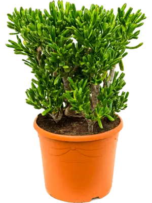 Bush
