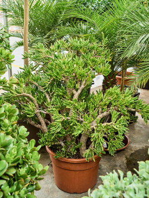 Bush