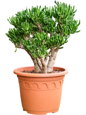 Bush