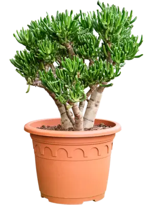 Bush
