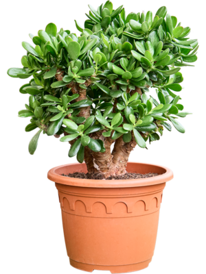 Bush